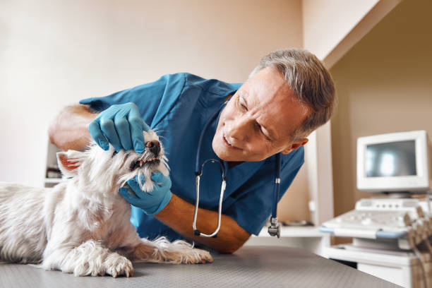 Best Broken or Cracked Tooth Emergency Dentist in Berea, SC